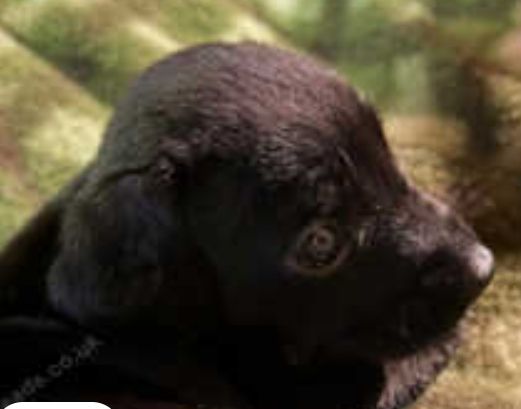 Full Patterdale terrier puppies available now