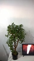 Very Big 22-23 Years Old Money Tree/Jade Plant Succulent Bonsai. 