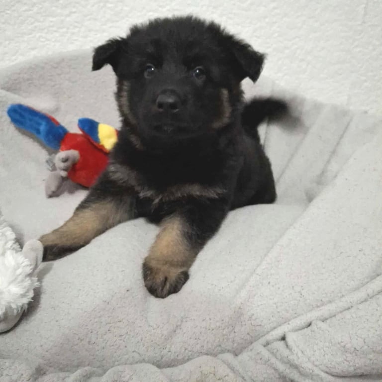 *Ready Now* German Shepherd Pups