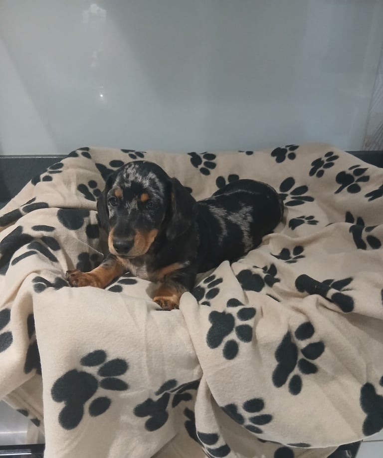Dachshund puppy 13 weeks old 