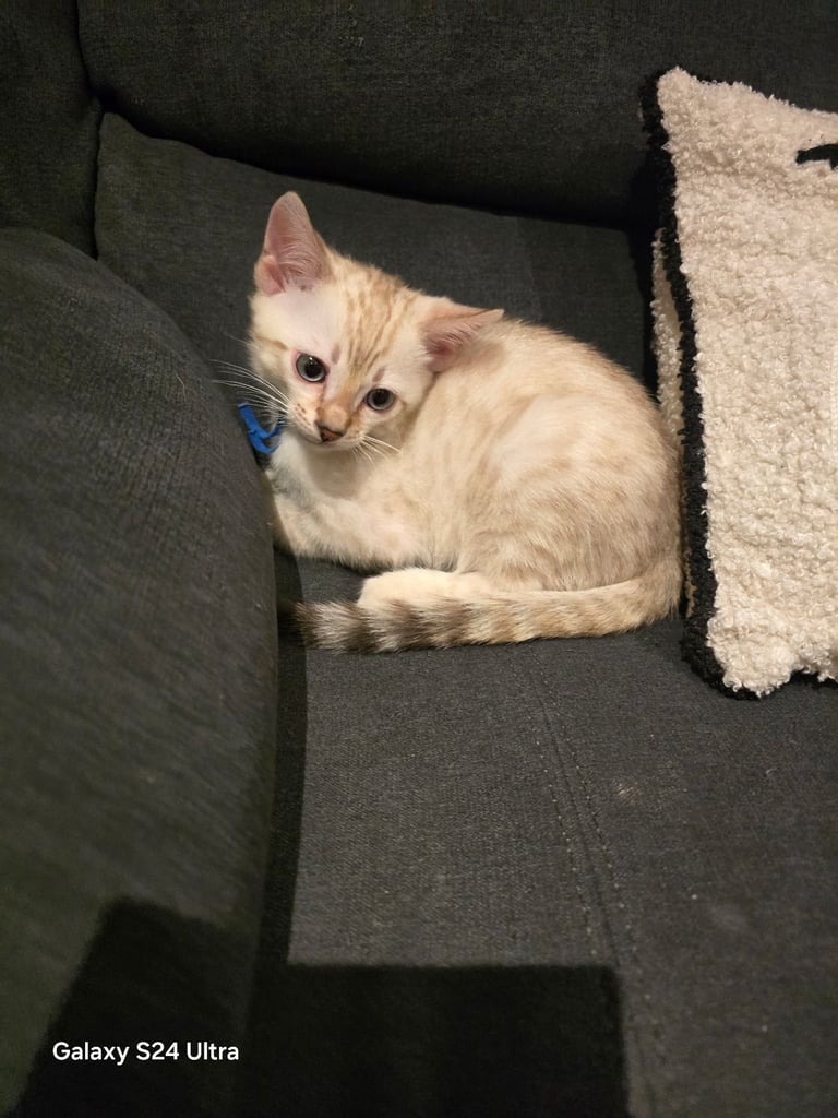 image for Just only 1 left male Beautiful pure snow bengal kitten 