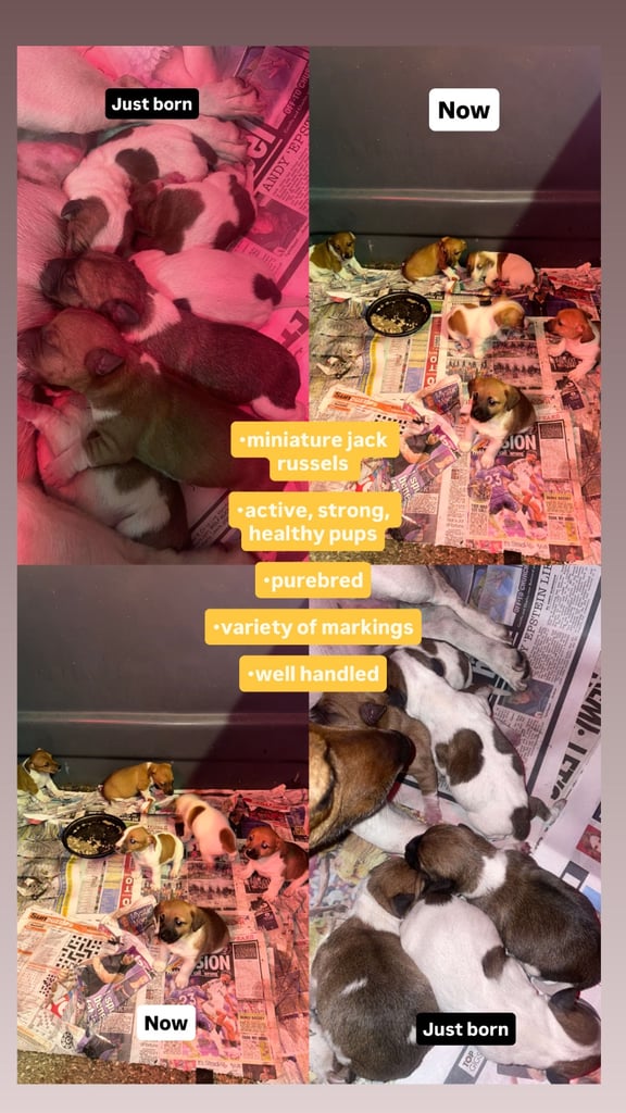 Purebred miniature jack Russel pups