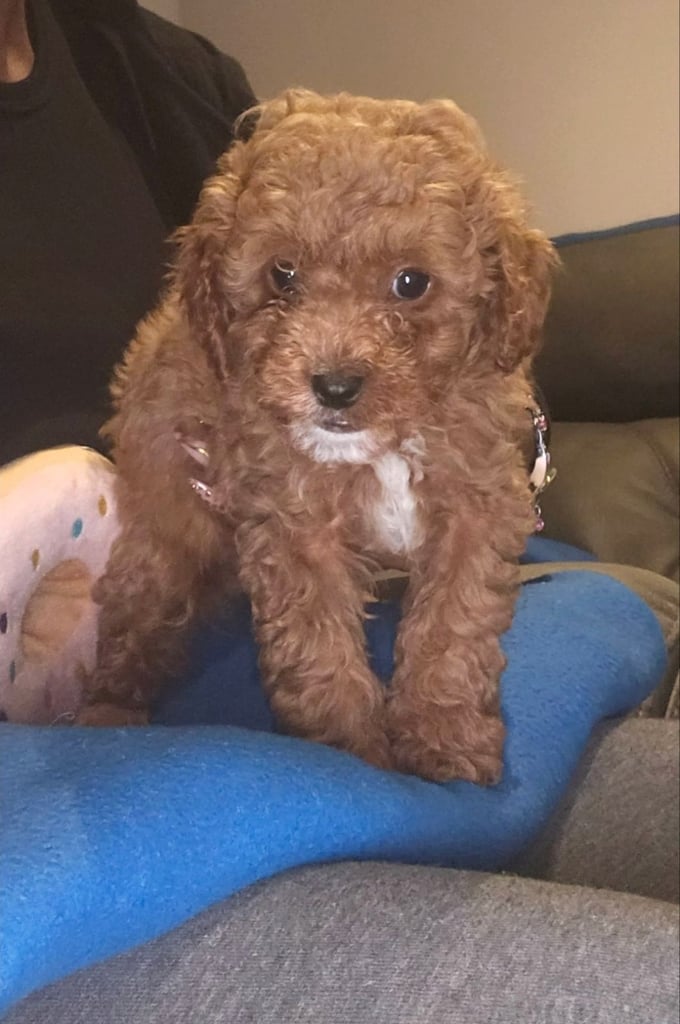 image for 9 Week Old Male Cavapoo