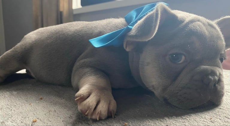 French Bulldog Puppies 