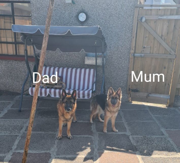 image for 🐾 Adorable 8-Week-Old German Shepherd Puppies Ready for Their Forever Homes! 🐾