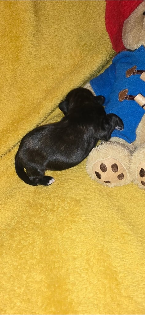 1 time miniature pomapoos 