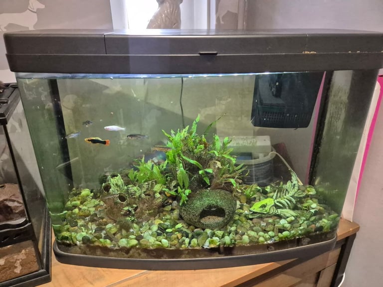 image for 64 litre fish tank set up with fish and shrimp