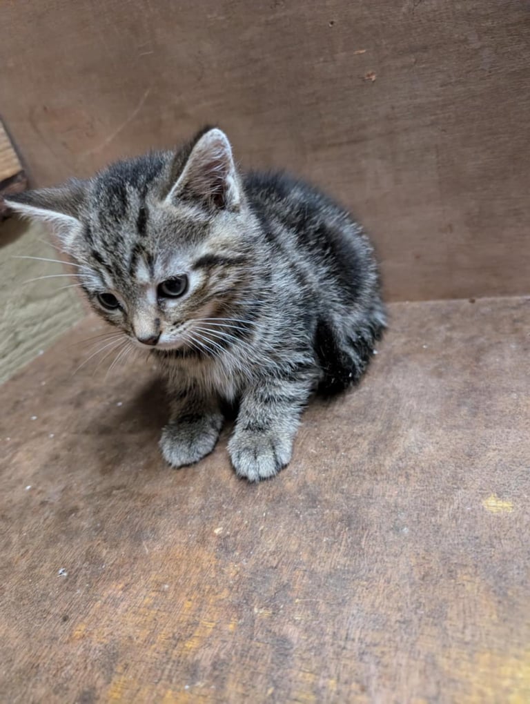 Kittens looking for forever homes 