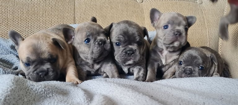 French bulldog puppies