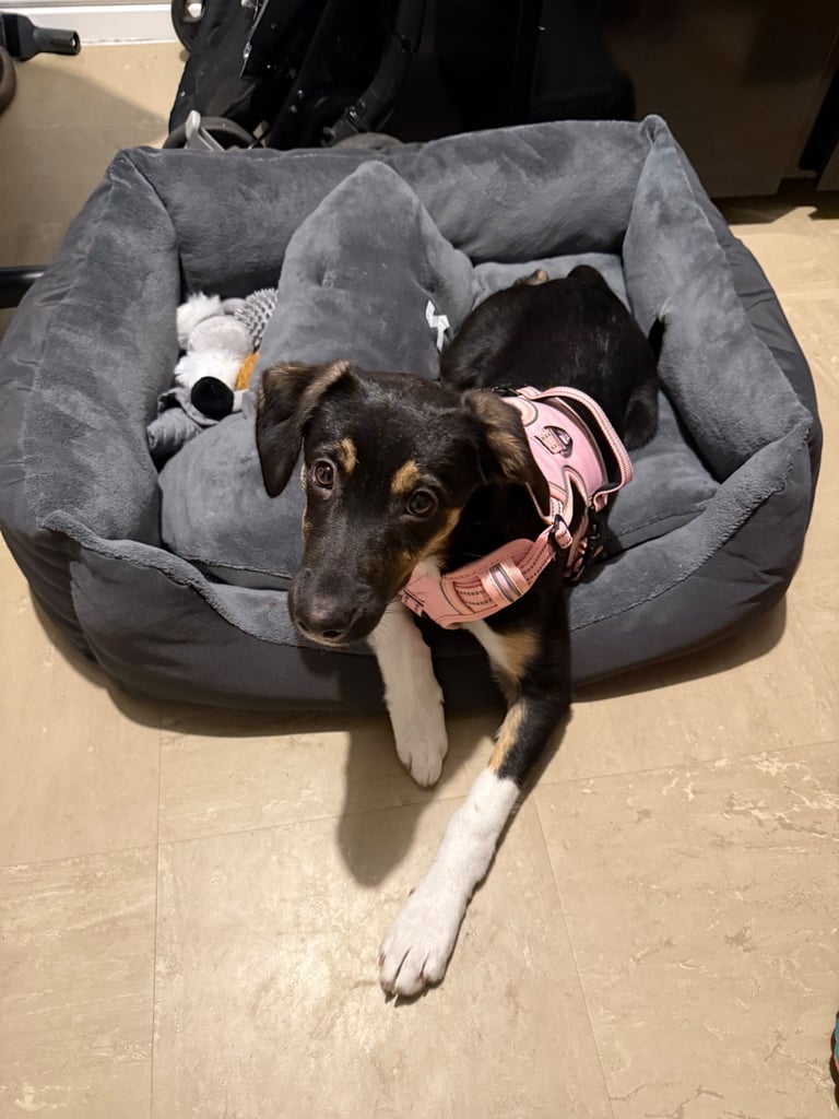 4 month old female collie/lurcher 