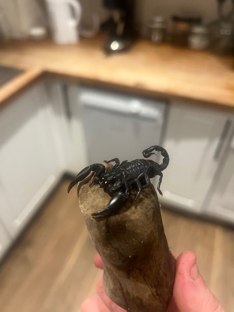 Reptile and invertebrate experience 