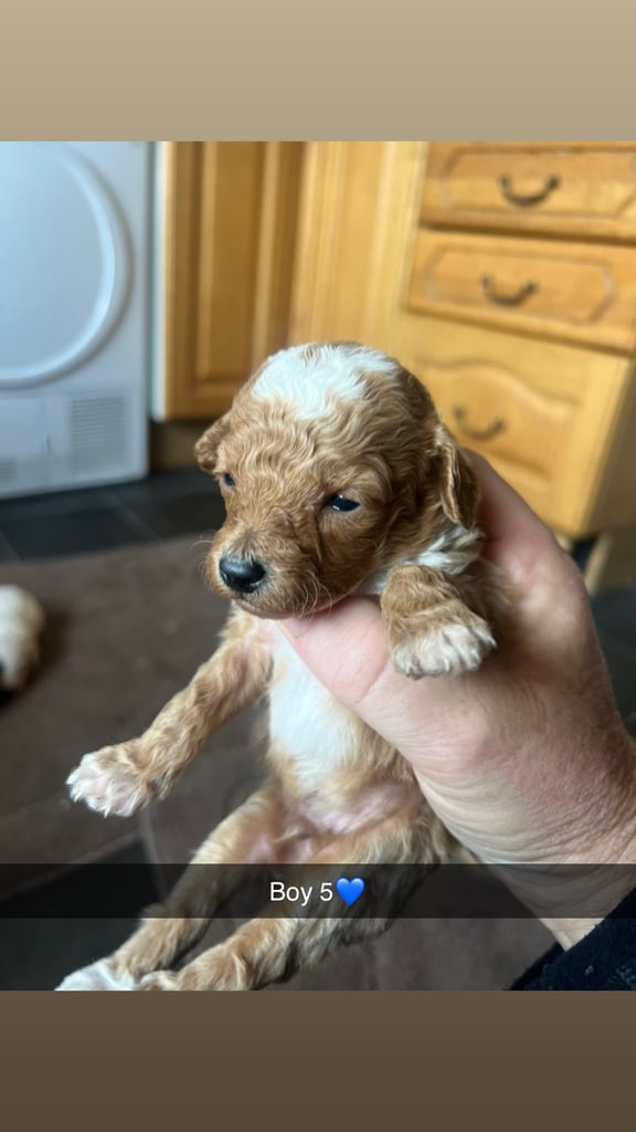 F1 b cockapoo puppies 
