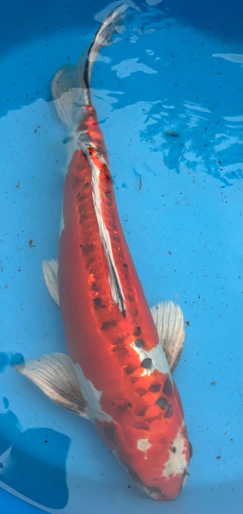 koi carp / fish 