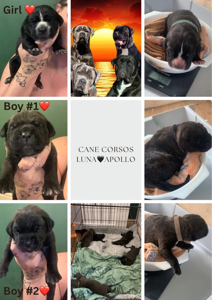 Beautiful Cane Corso puppies 