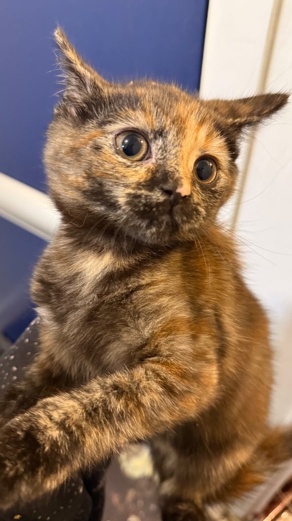Kittens