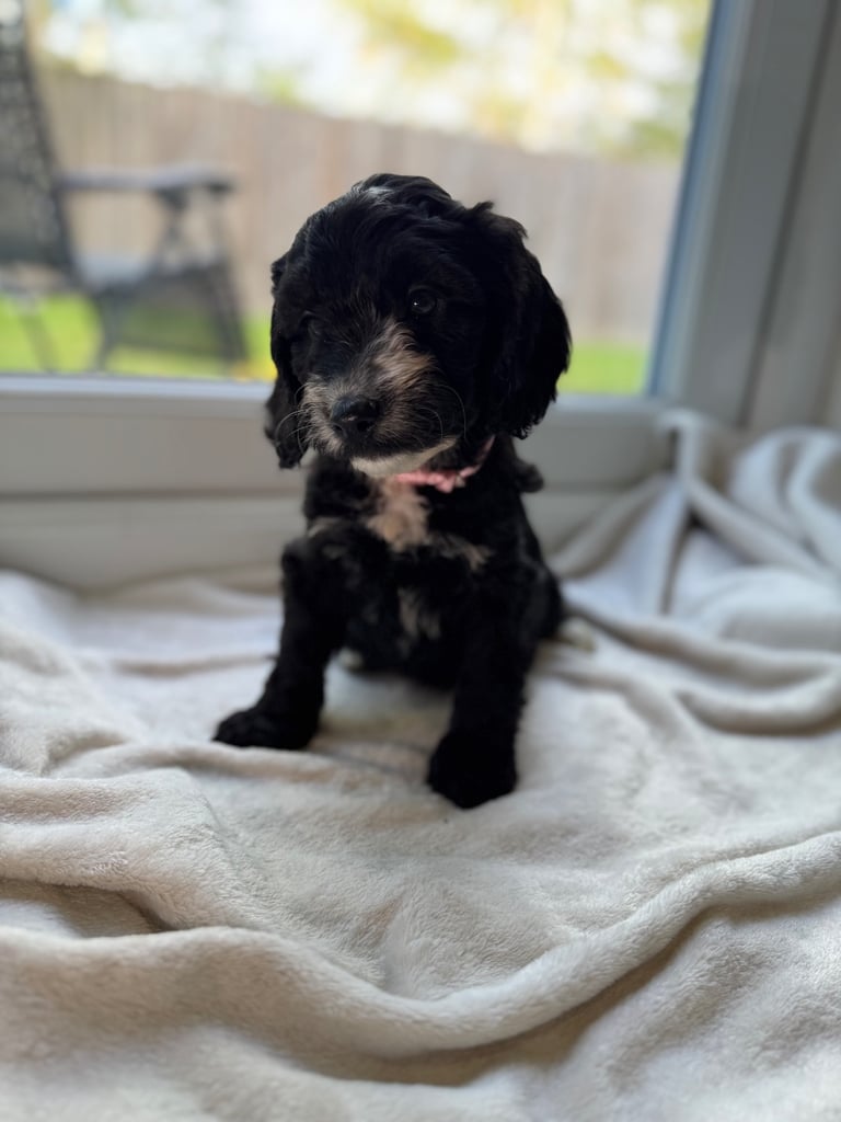 Pets in Wrexham Gumtree