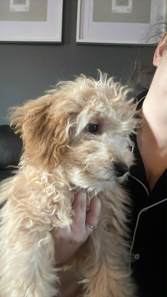 13 weeks  male cockapoo