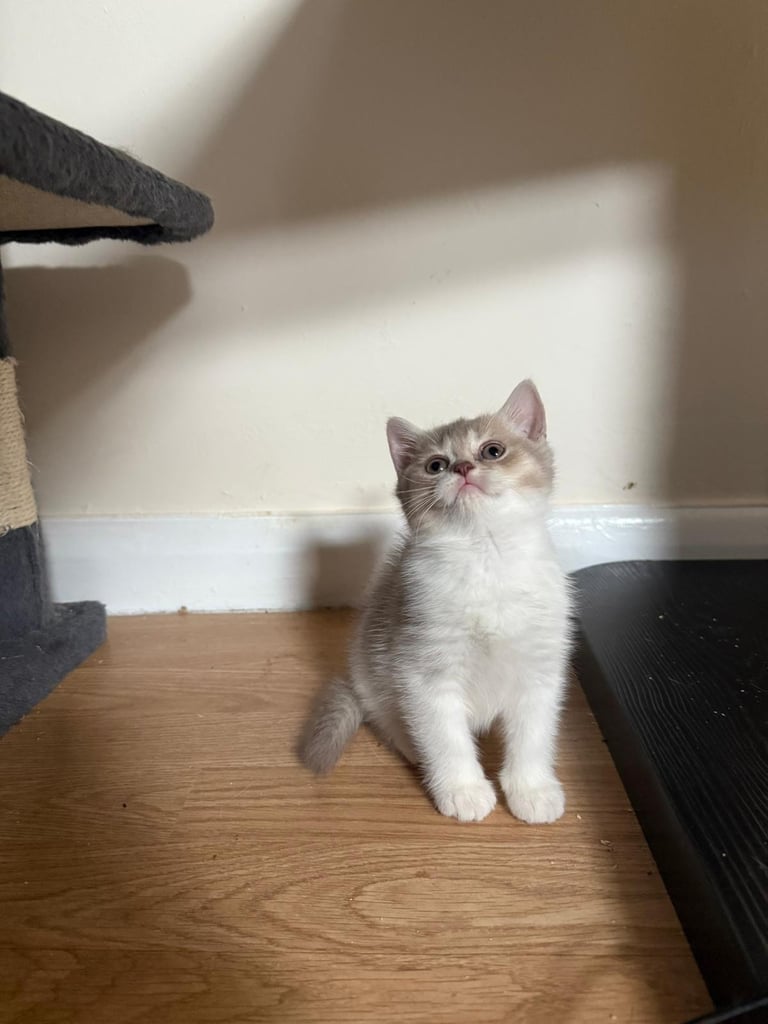 2 beautiful Bsh kittens 