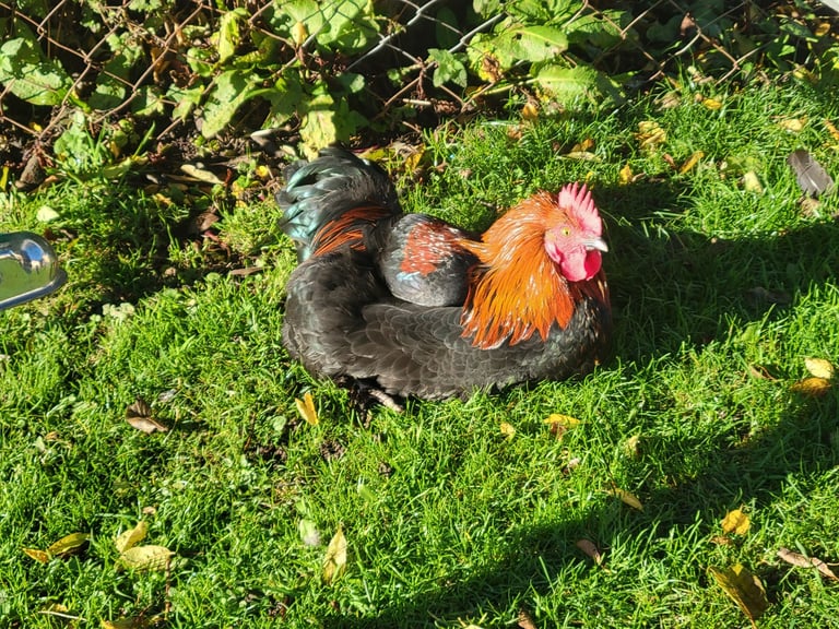 Black Copper Maran Cockerel