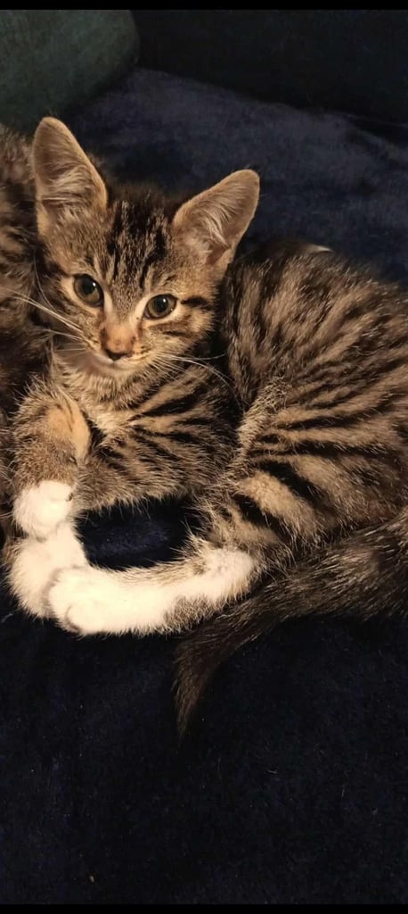 9 week old kitten little girl 