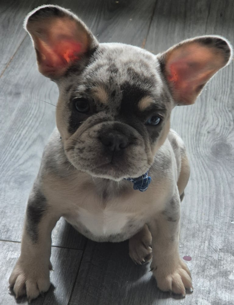 French bulldog 