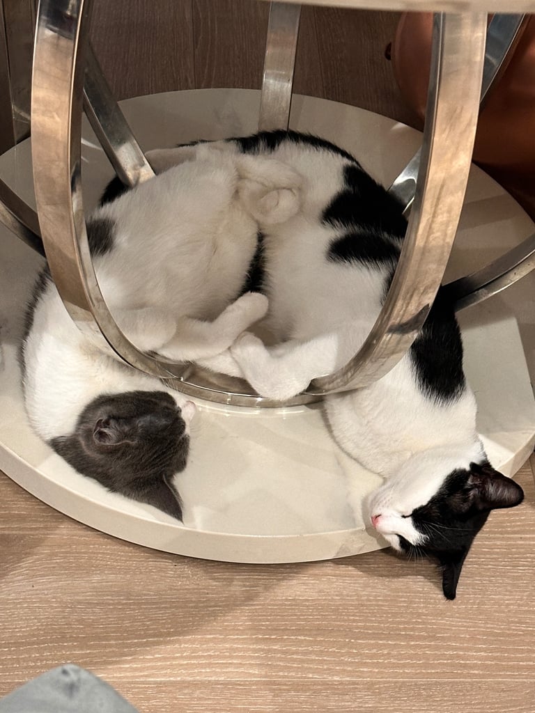 Beautiful Domestic Cats – Mum, Dad & 3 Adorable Kittens (2 Boys, 1 Girl)