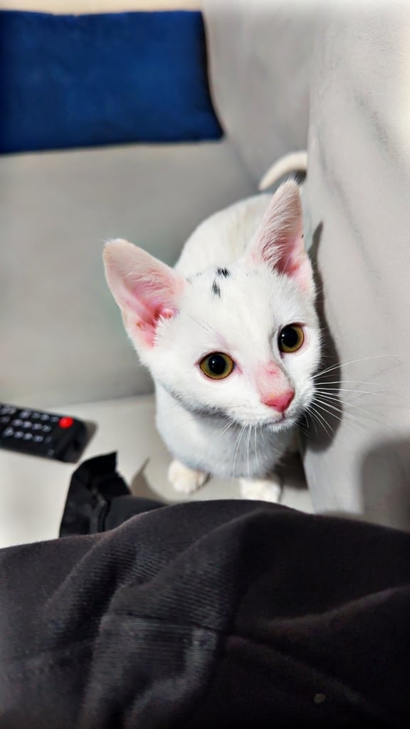 She is looking for forever home 