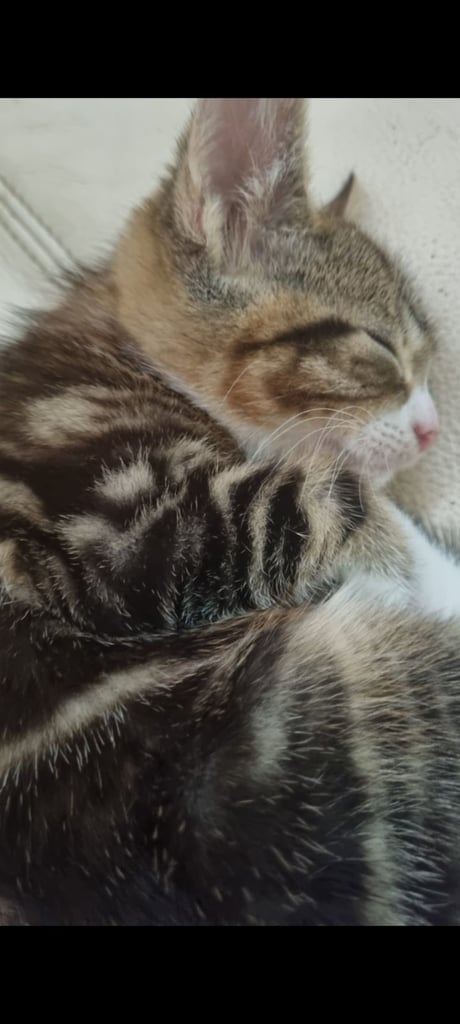 Adorable kittens seeking new home