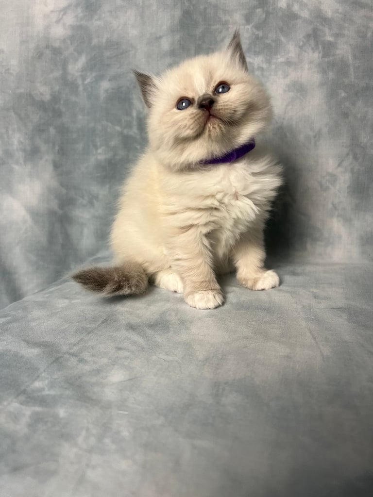 Ready Beautiful Ragdoll Kittens Blue Mitted and Chocolate Mitted
