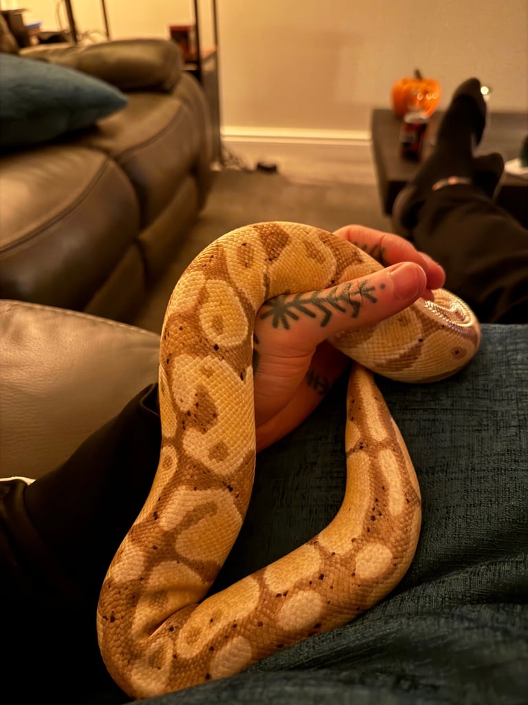 image for Banana ball python  