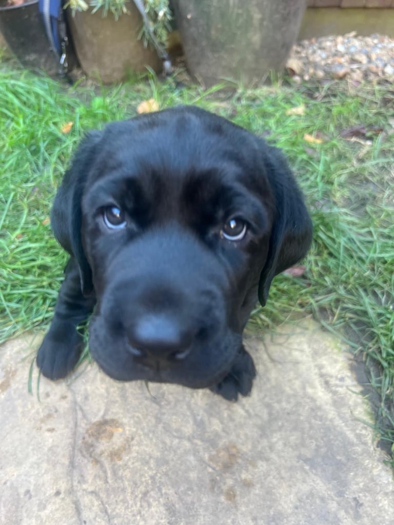Gorgeous black male labrador 