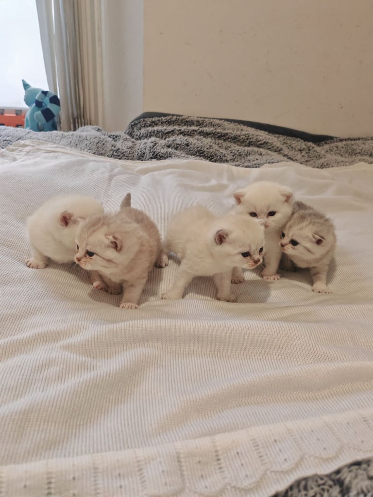 British Shorthair cute kittens 