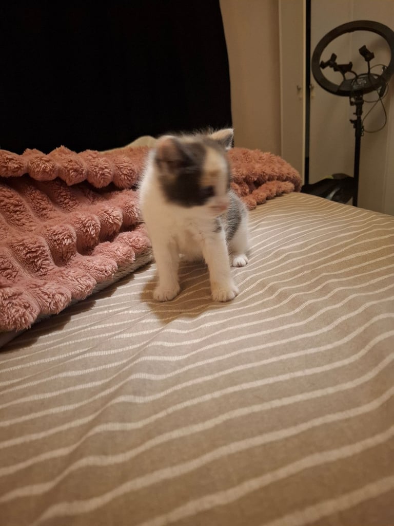 Kitten all sold pending collection 