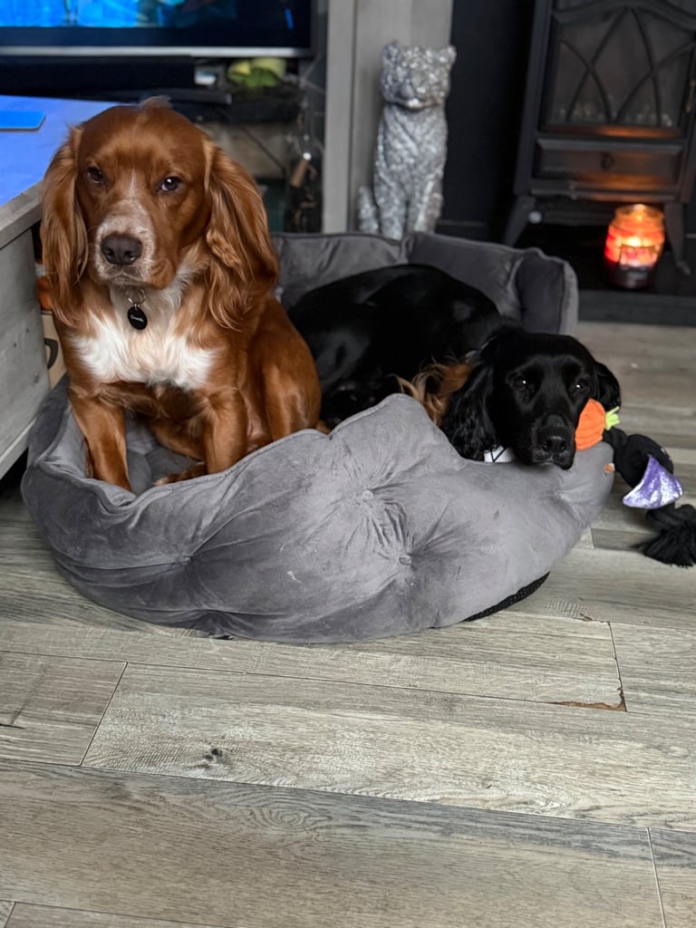 Gorgeous litter of cocker spaniel pups 