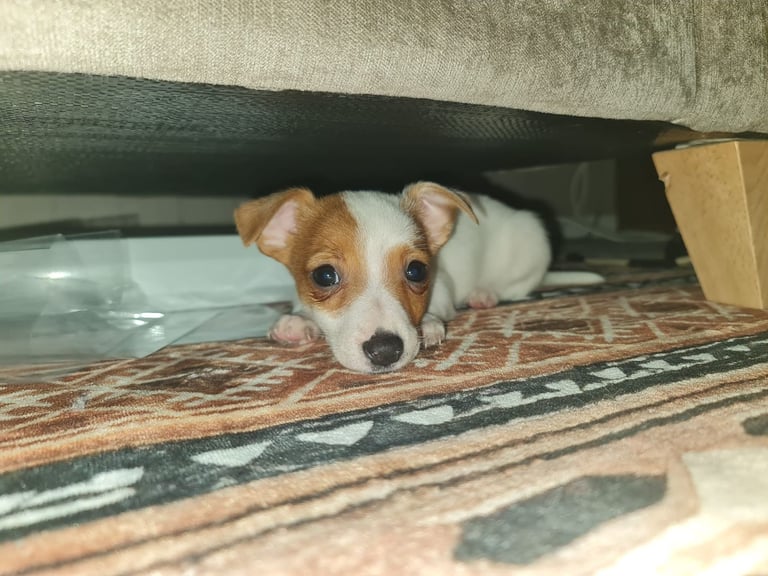 Miniture pomchi puppies 
