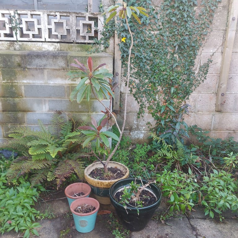 Ceramic Plant pots , 2 small green , one cream and green , one deep green. With ornate tree.