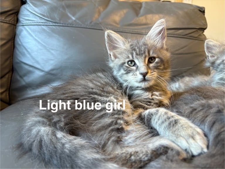 image for ✨2 remaining Maine coon kittens  ✨