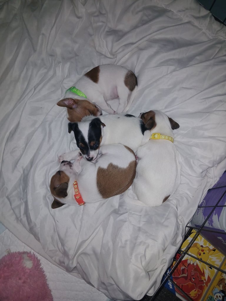 Jack russell 