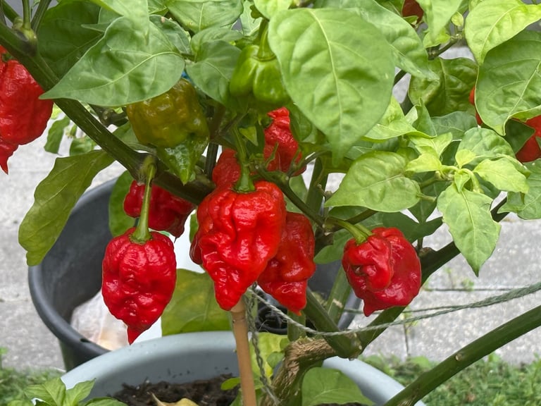 🔥 Fresh Hot Wiri Wiri Guyanese Chilli – Home Grown in the UK! 🔥