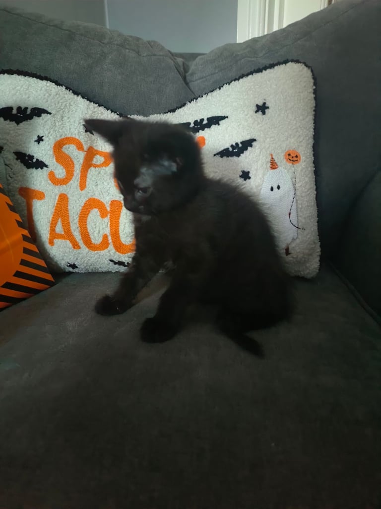 Kittens