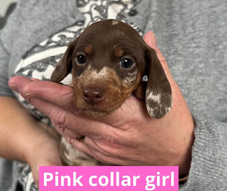 Miniature dachshund puppies *READY TO LEAVE*