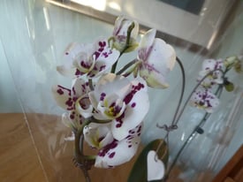 M&S Flower Shop Heart Orchid Free local delivery (subject to distance) Great Valentine