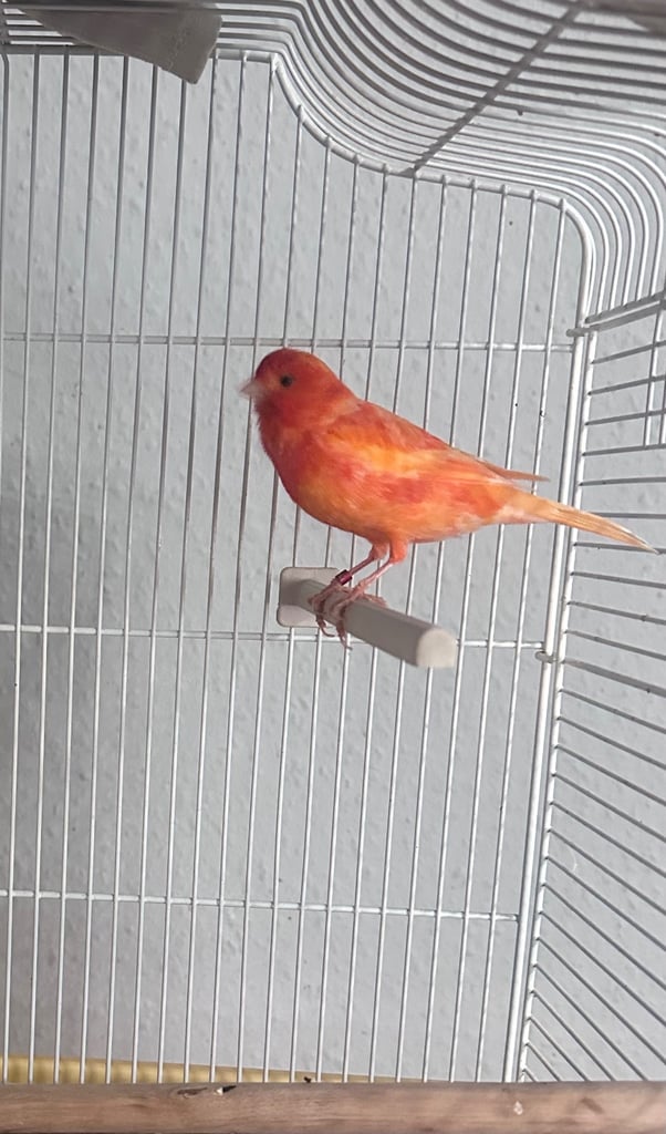 Red factor canary 