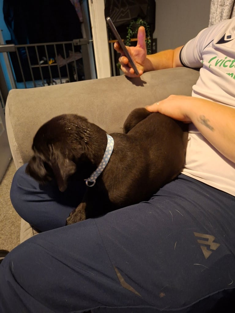 Black lab puppy 12 weeks old 