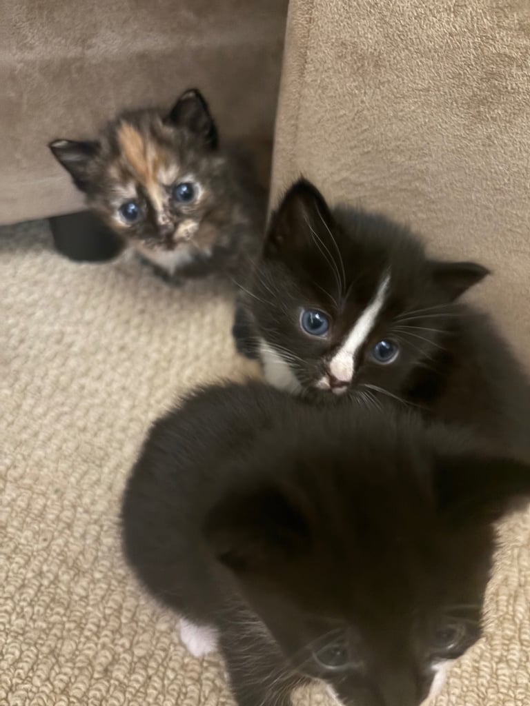Kittens For Sale. Born, 08/09