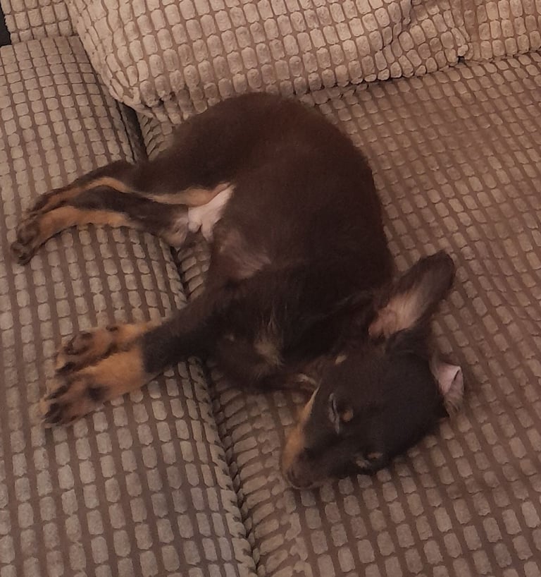 Purebred Russian Toy Terrier puppy long-haired