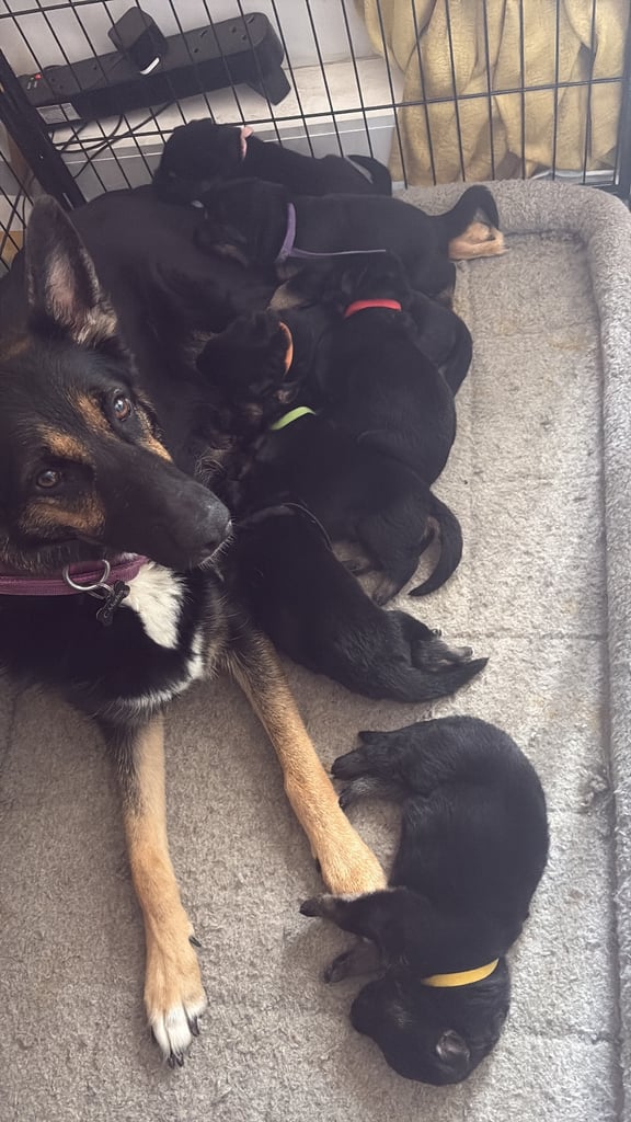 image for German shepherd pups 