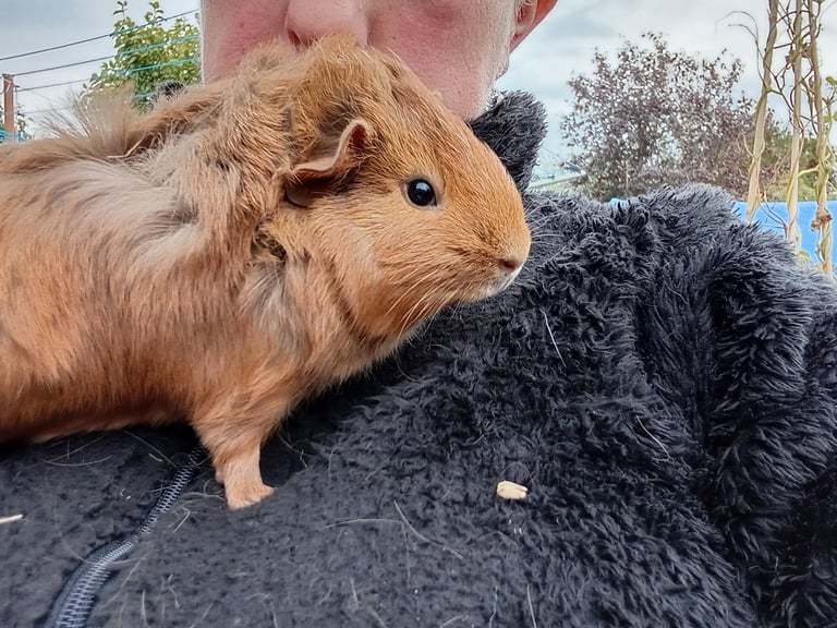 image for Baby guinea pig