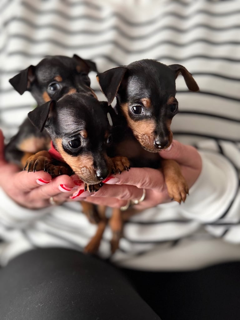 image for Not KC Reg Miniature Pincher Puppies 
