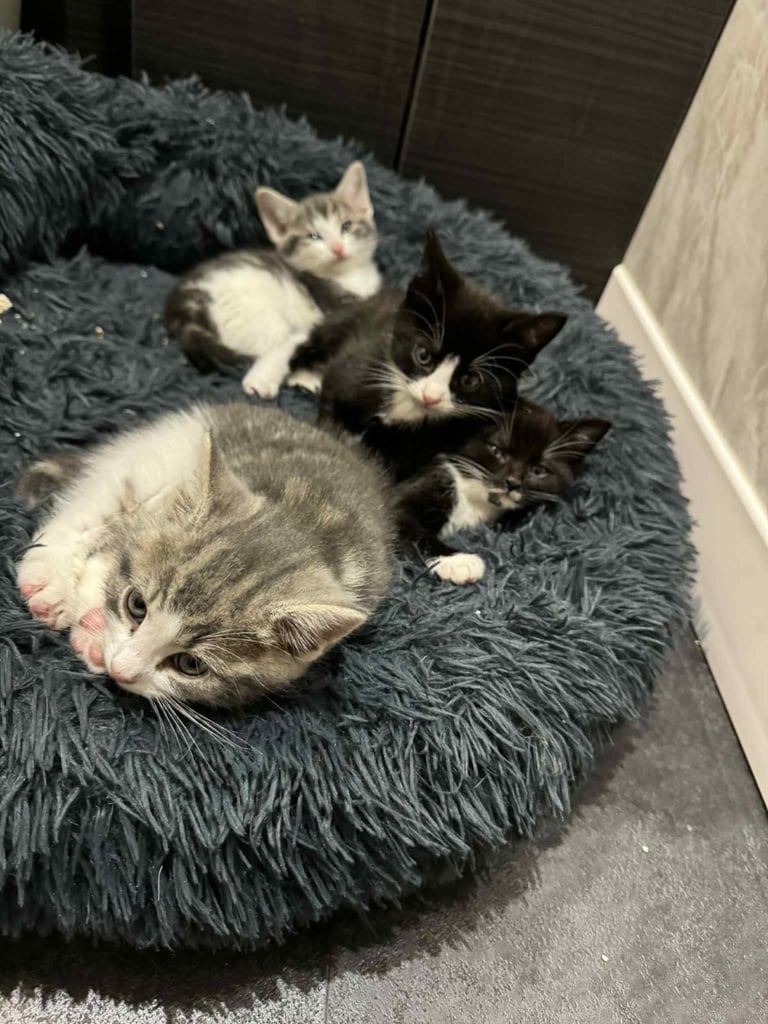 Kittens for sale 